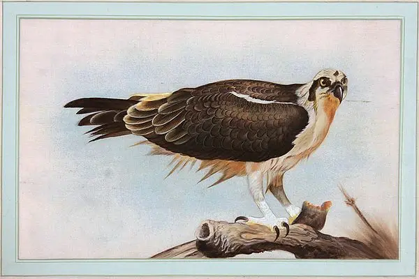 Eagle