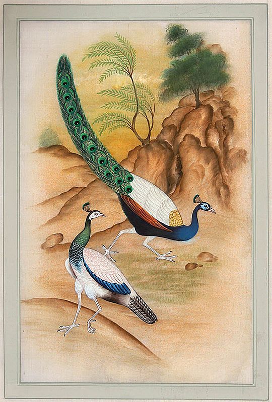 Peacock Pair