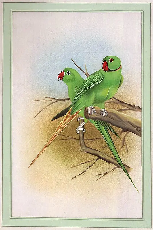 Parrot Pair