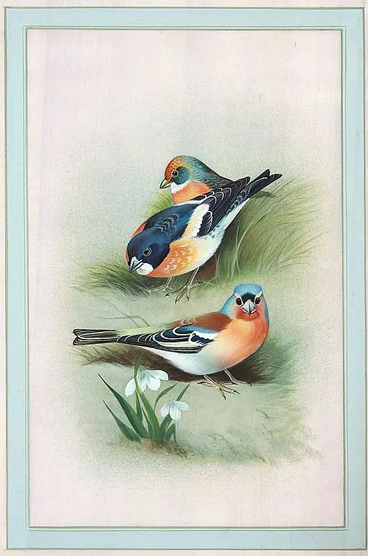 Birds
