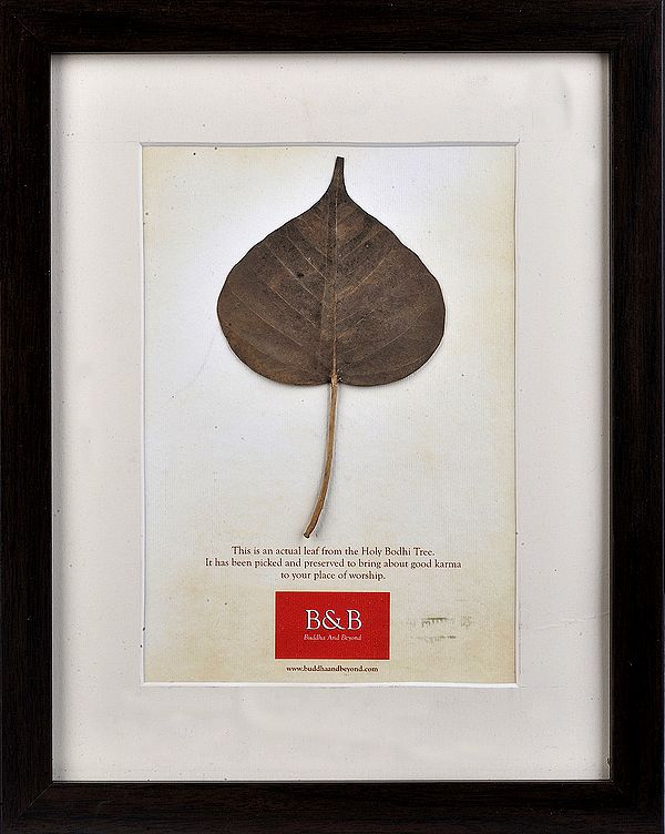 Pipal Leaf from Bodhi- Tree (Framed)
