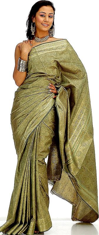 Olive-Green Tanchoi Sari from Banaras with Golden Thread Weave