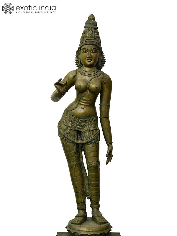64" Large Standing Goddess Parvati (Uma) | Madhuchista Vidhana (Lost-Wax) | Panchaloha Bronze from Swamimalai