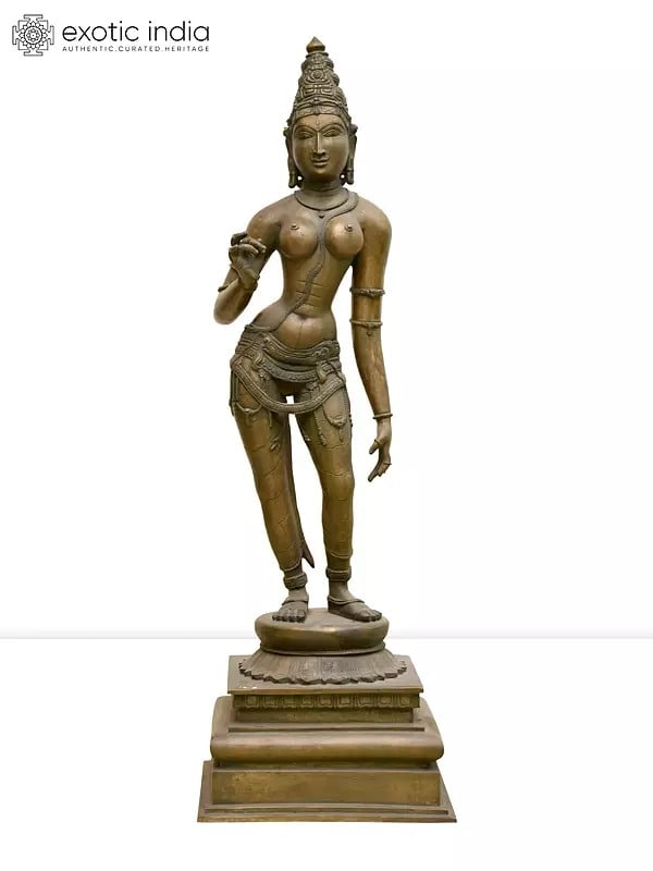 26" Standing Goddess Parvati (Devi Uma) | Madhuchista Vidhana (Lost-Wax) | Panchaloha Bronze from Swamimalai