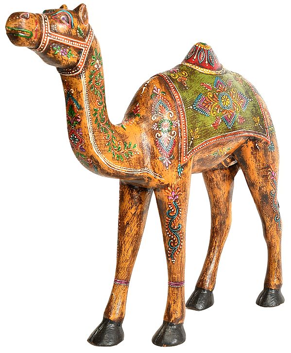 Camel from Rajasthan