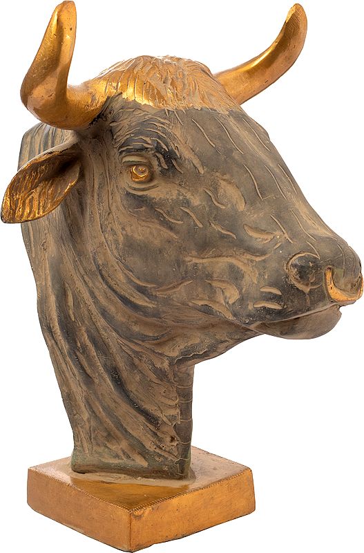 Gold-like Bull-head