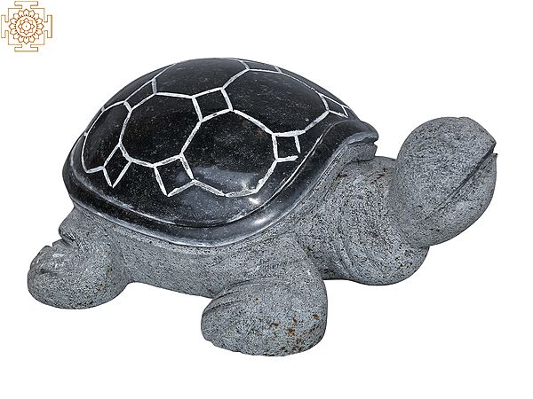 16" Tortoise with Black Back