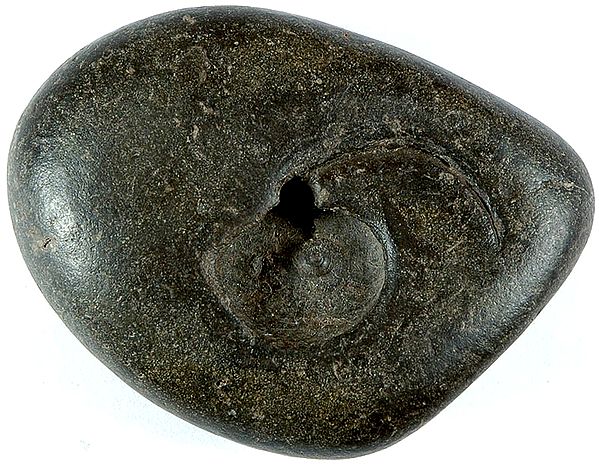 Most Auspicious Natural Stone - Shaligram