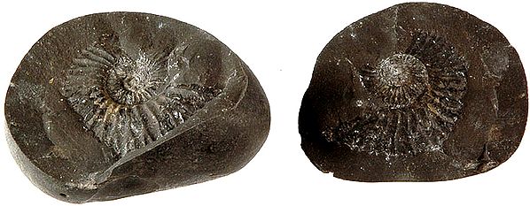 Shaligram - Most Auspicious Natural Stone Shaligram with Cap