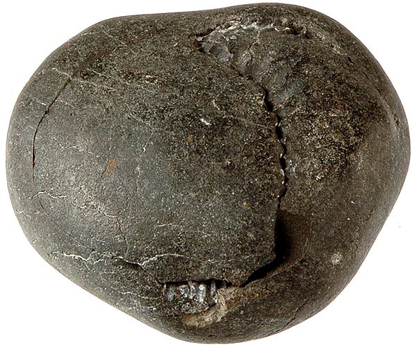 Shaligram The Most Auspicious Natural Stone