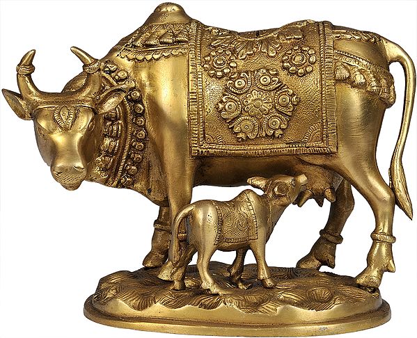 Cow and Calf - Most Sacred Animal of India