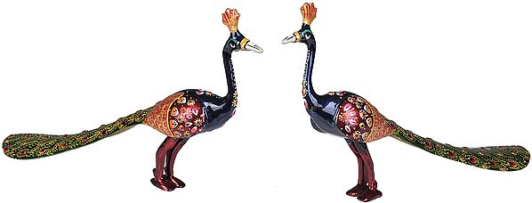 Peacocks Pair