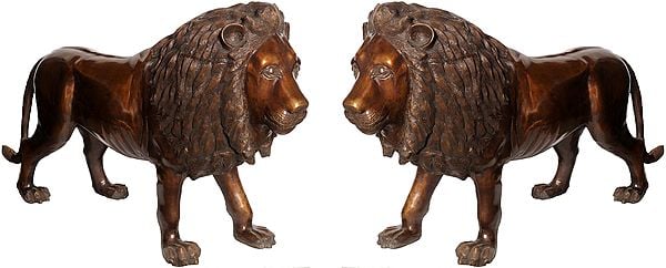 Large Size Pair of Lions