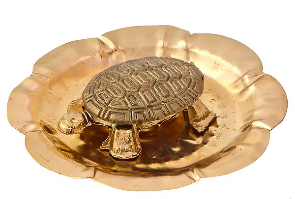 Tortoise on Plate