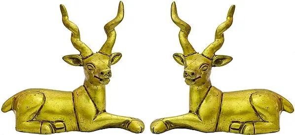 Antelope Pair