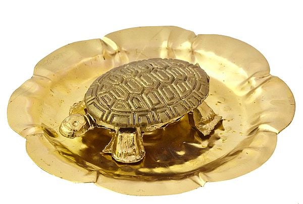 Tortoise on Plate