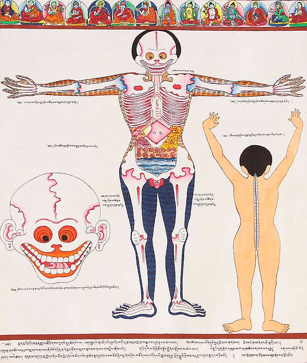 A View of Human Anatomy