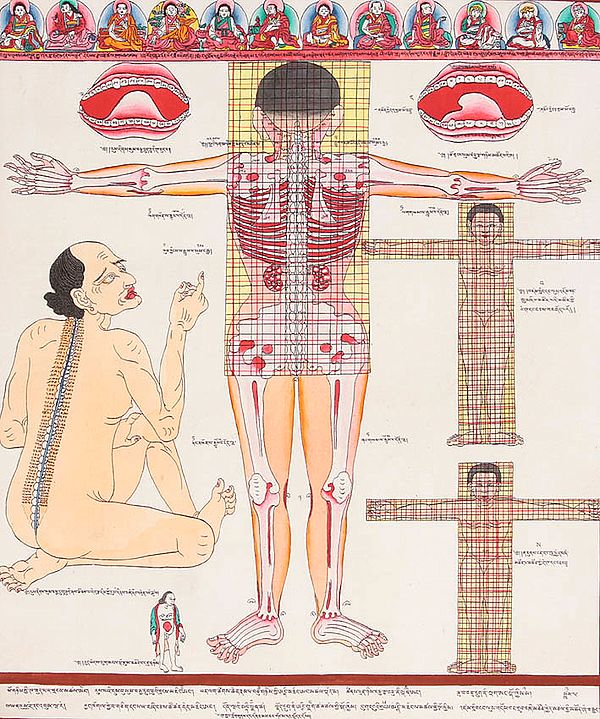 Back View of Human Anatomy
