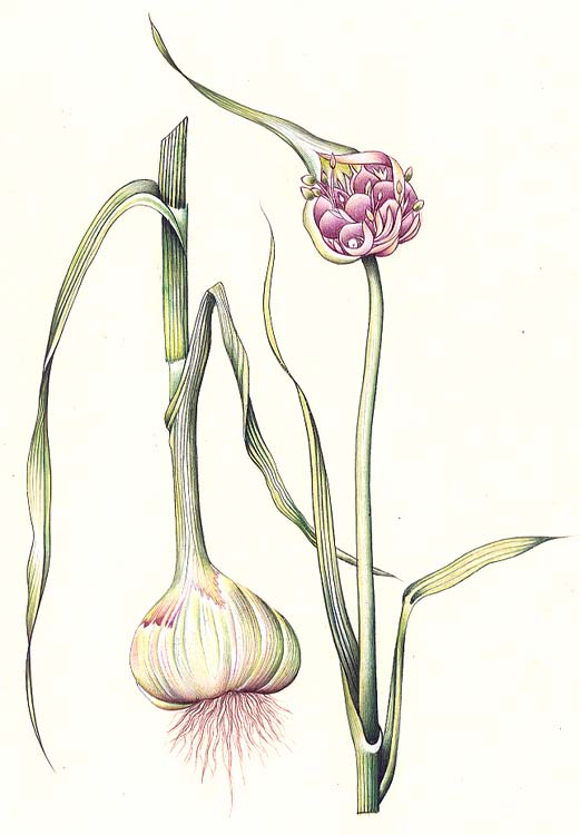 Botanical Flower - Onion
