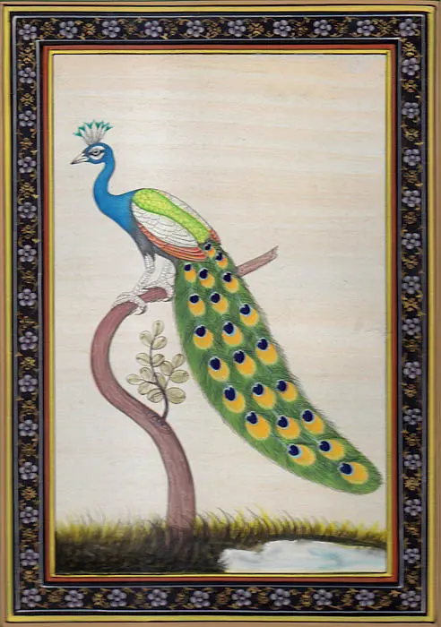 Peacock
