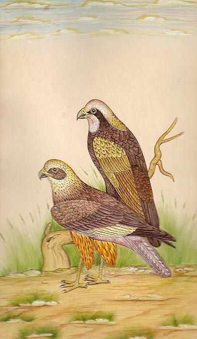 Birds of Prey