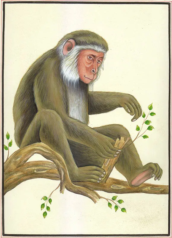 Monkey