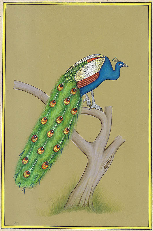 Peacock: National Bird of India