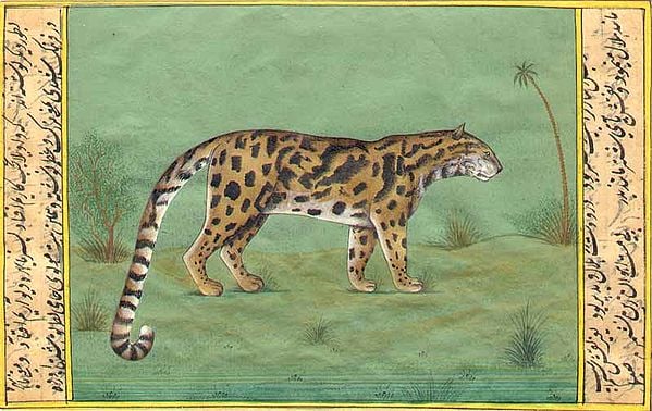 Agile Cheetah