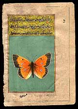 Alfaalfa Butterfly