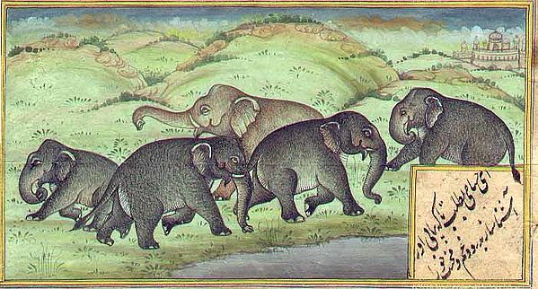 An Elephant Herd