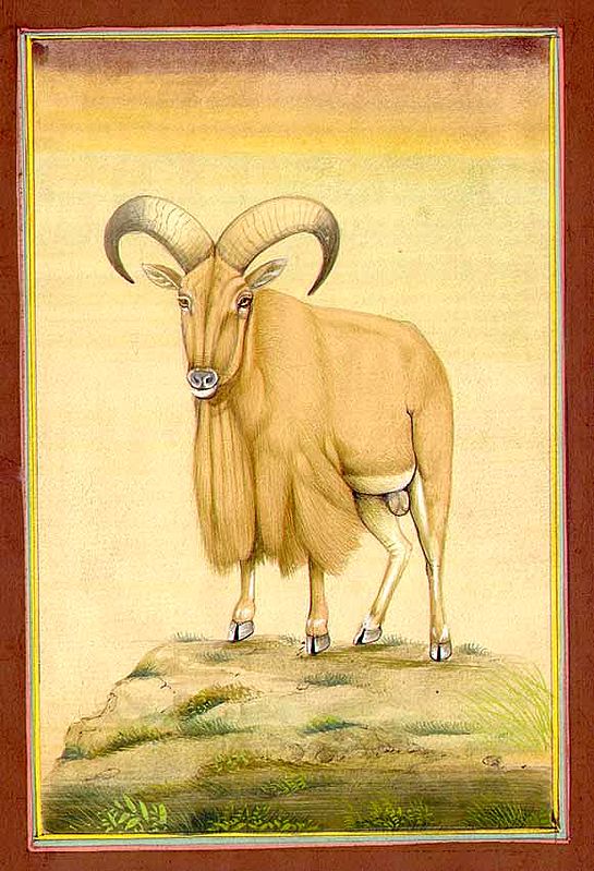 Barbary Goat of Barbar Tribes