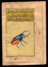 Beetle