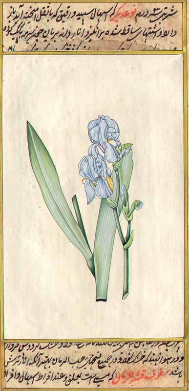 Botanical Flower