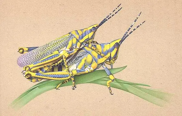 Copulating Locusts