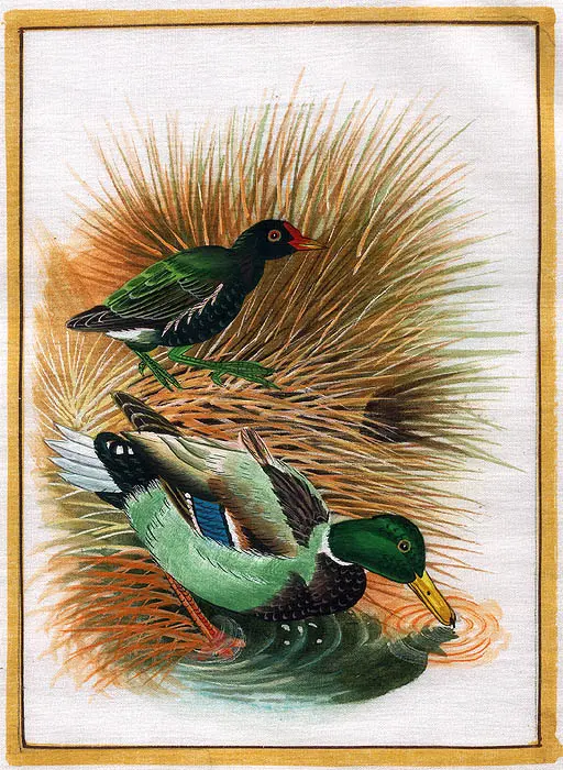 Ducks