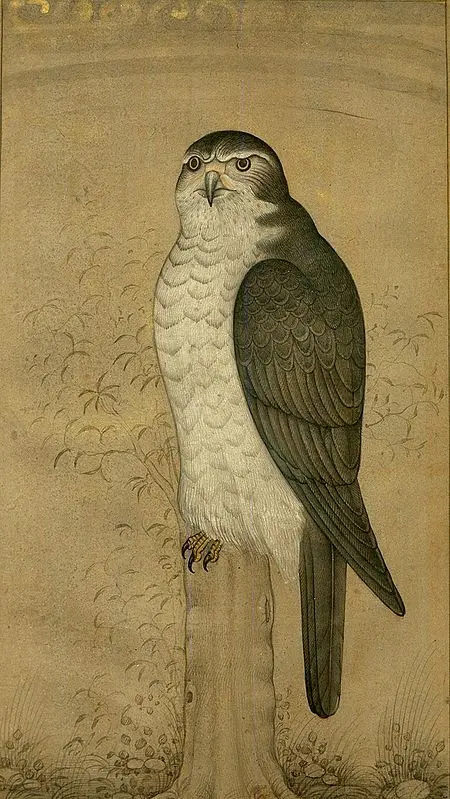 Peregrine Falcon