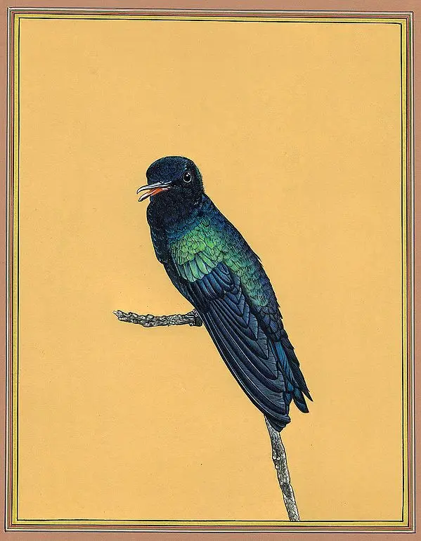 Hummingbird