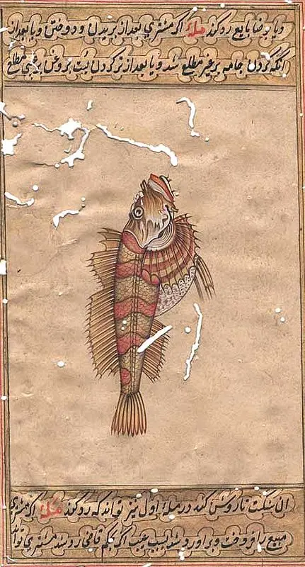 Fish
