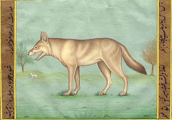 Fox