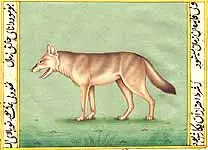 Fox