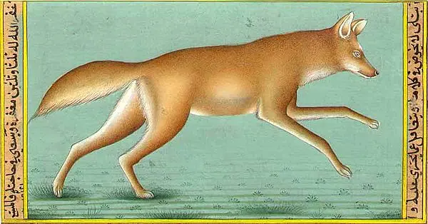 Fox