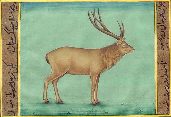 Barasingha (Swamp Deer) Watercolor Painting on Paper