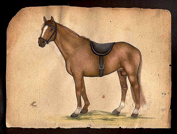Horse Species of the World - Anglo Arab