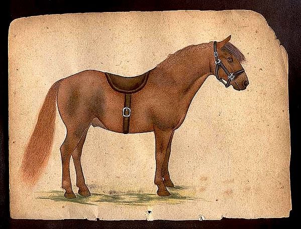 Horse Species of the World - Bashkir