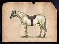 Horse Species of the World - Connemara