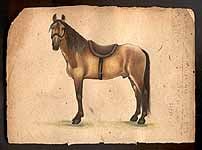 Horse Species of the World - Lusitano