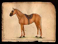Horse Species of the World - Palomino