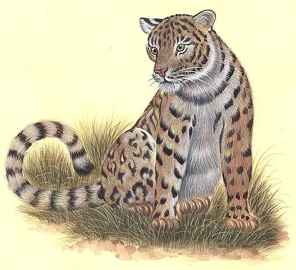 Leopard