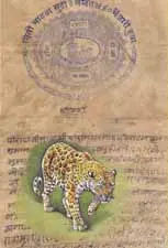 Leopard