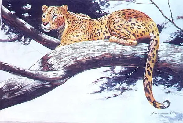Leopard